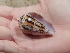 Conus retifer