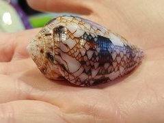 Conus retifer