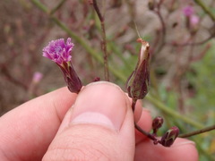 Lactuca graminifolia