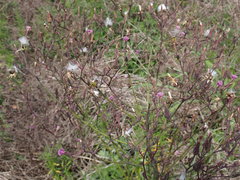 Lactuca graminifolia