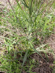 Lactuca graminifolia