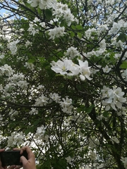 Malus