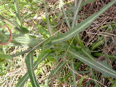 Lactuca graminifolia