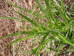 Lactuca graminifolia