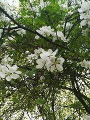 Malus