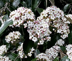 Viburnum × burkwoodii