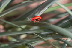 Lilioceris merdigera