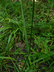Festuca subverticillata