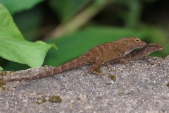 Anolis cristatellus cristatellus