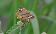 Junonia genoveva