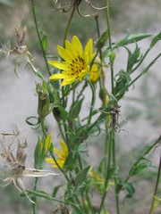 Tragopogon podolicus
