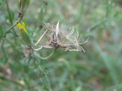 Tragopogon podolicus