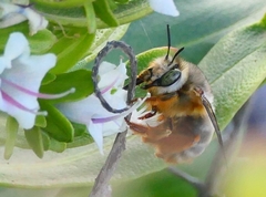 Anthophora porphyrea