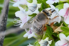 Anthophora porphyrea