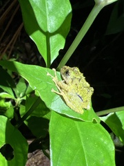 Pristimantis katoptroides