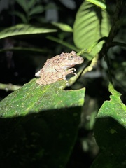 Pristimantis rubicundus