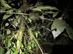 Pristimantis rubicundus