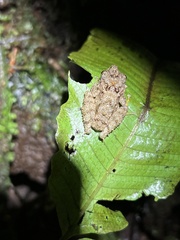 Pristimantis rubicundus
