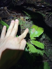 Pristimantis rubicundus