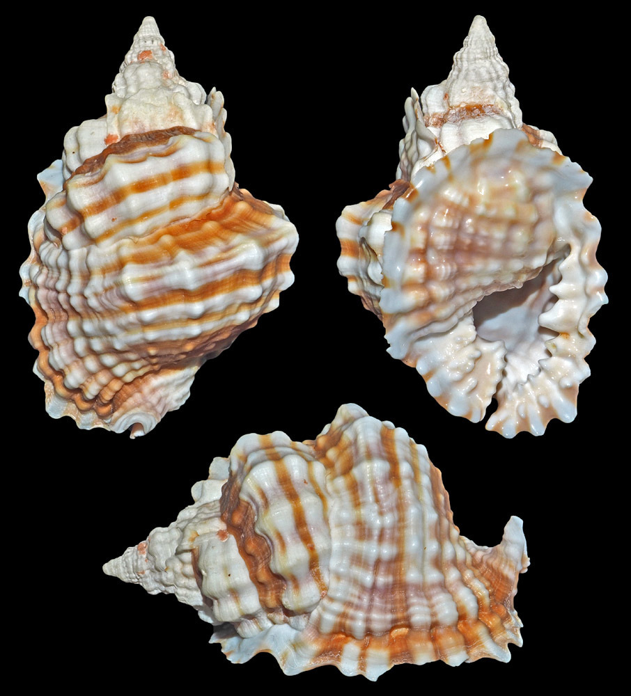 common distorsio