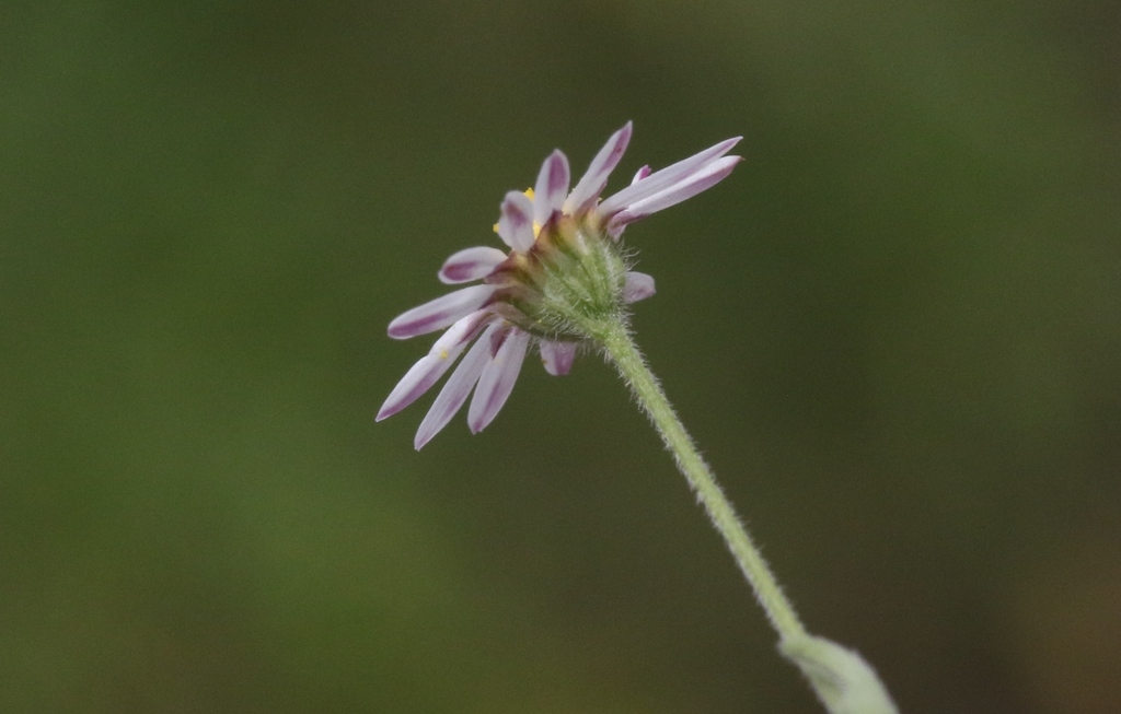 manyflower leastdaisy