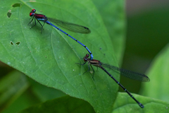 Argia cupraurea