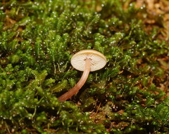 Collybia eucalyptorum