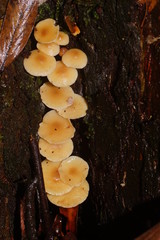 Collybia eucalyptorum