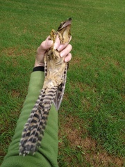 Urodynamis taitensis