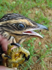 Urodynamis taitensis