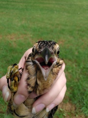 Urodynamis taitensis