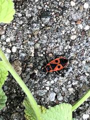 Pyrrhocoris apterus