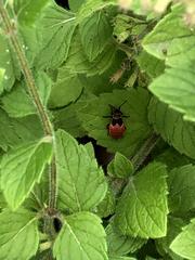 Pyrrhocoris apterus