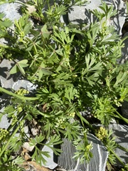 Ammoselinum