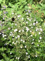 Bombus