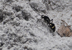 Traumatomutilla indica