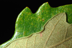 Quercus × harbisonii