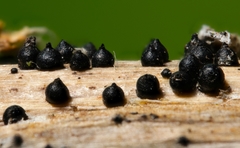 Leptosphaeria acuta