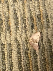 Perispasta caeculalis