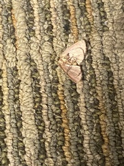 Perispasta caeculalis