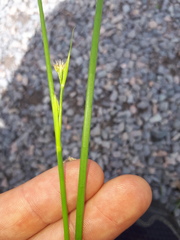 Juncus acutiflorus