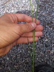 Juncus acutiflorus