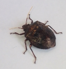 Antiteuchus mixtus