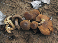 Inocybe dulcamara