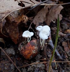 Resinomycena rhododendri