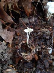 Resinomycena rhododendri