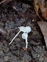 Resinomycena rhododendri