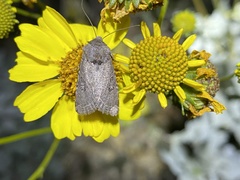 Protorthodes melanopis