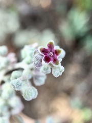 Chenopodium curvispicatum