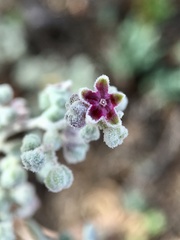 Chenopodium curvispicatum